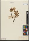 Foto von Salix hastata L.